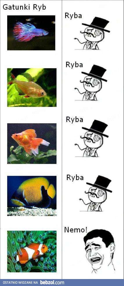 Różne gatunki ryb