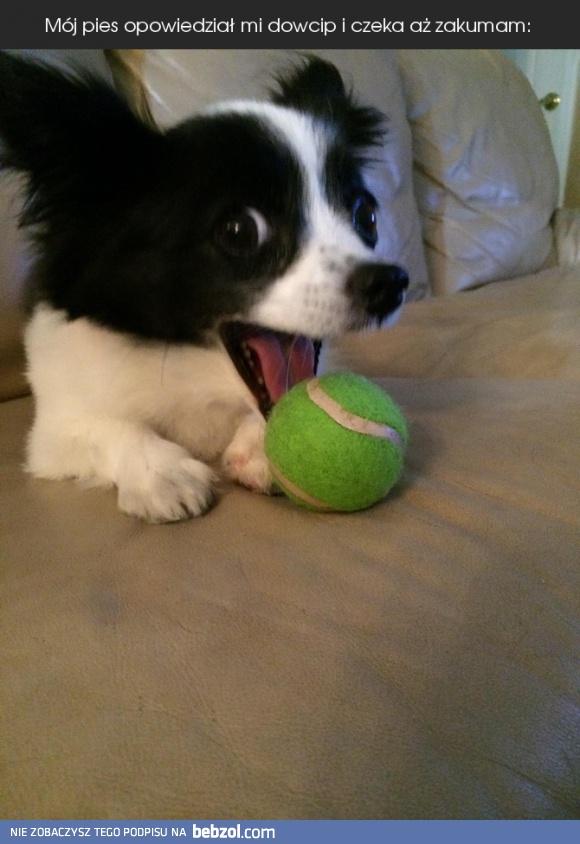 Dowcipny piesek