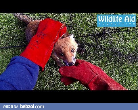 Mały lisek zaplątany w siatkę i jego wybawca