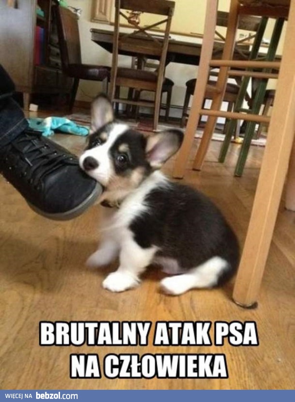 Pies atakuje człowieka