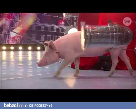 Świnia w Mam Talent dosłownie olewa showbiznes