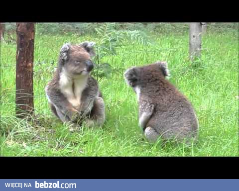 Walka misiów koala