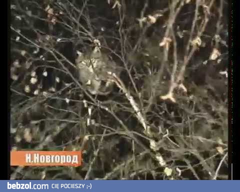 Rosjanie próbują ściągnąć kota z drzewa... pewnie stracił wtedy ze 3 życia