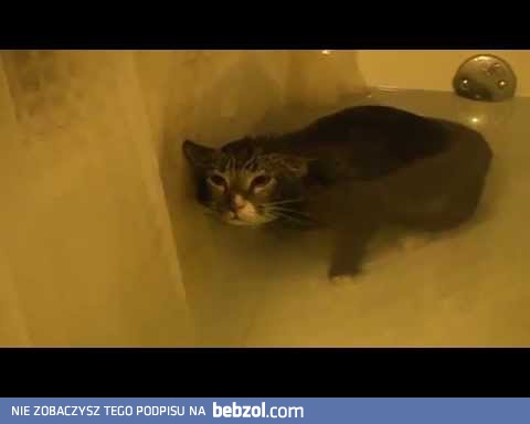 Cat meows underwater