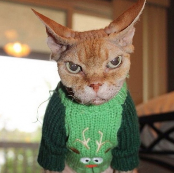 Koty, które nie poddały się Magii Świąt