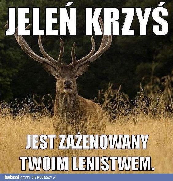 Jeleń Krzyś