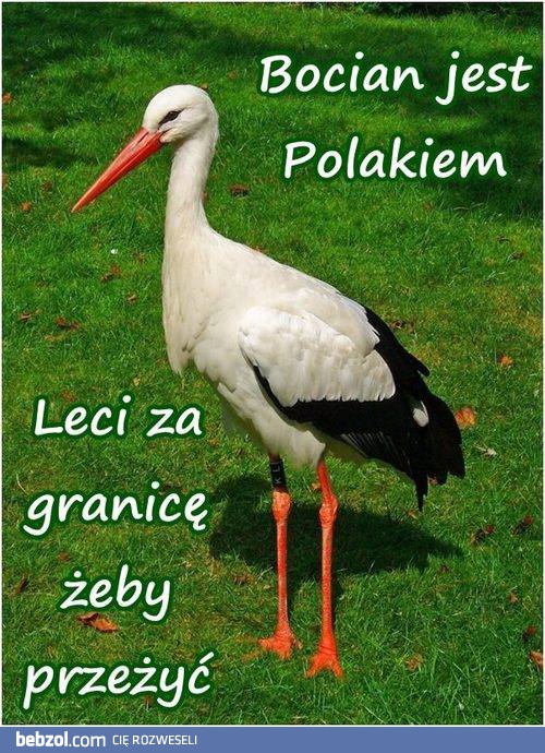 Bocian jest polakiem