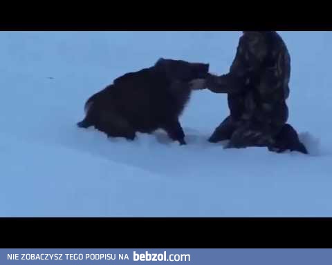 Najlepszy przyjaciel człowieka z dzika