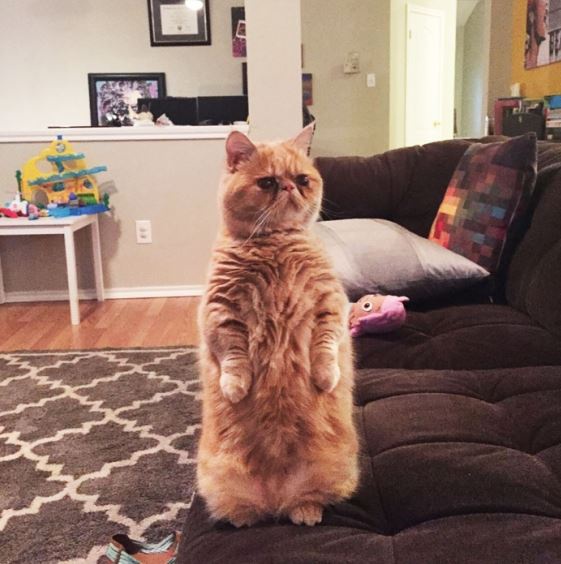 Poznajcie George'a - kota który uwielbia stać na dwóch tylnich łapach
