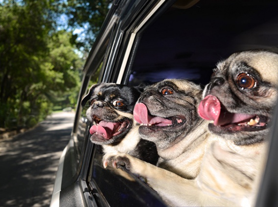 Zdjęcia, które udowadniają, że psy uwielbiają jeździć samochodem