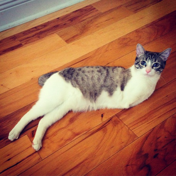 Nowa sensacja Instagrama - dwunożny kot