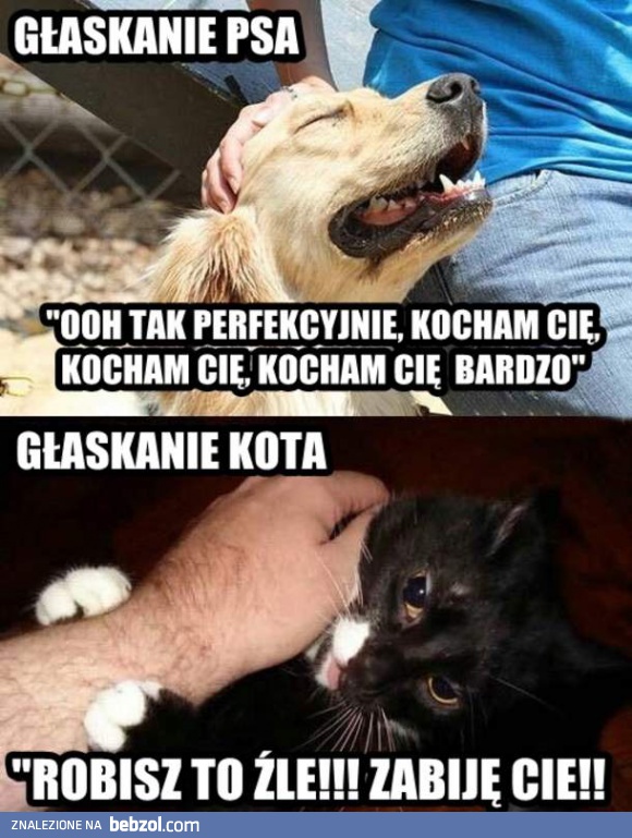 Głaskanie psa i kota