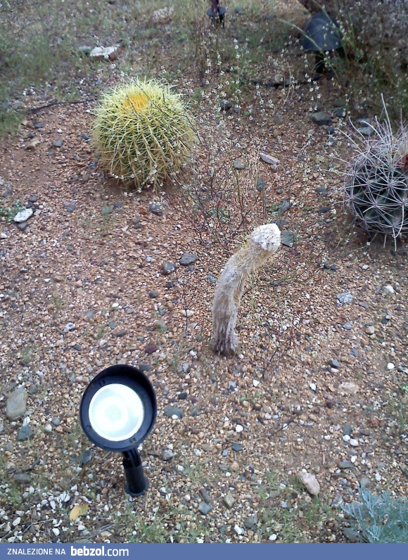 Jeden kaktus troszkę zesechł