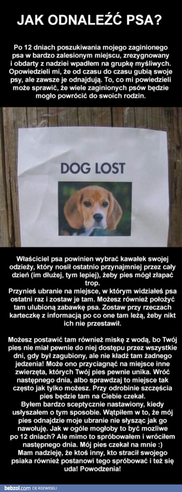 Jak odnaleźć zaginionego psiaka?