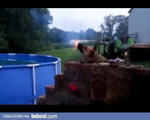 Dog steals firework