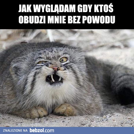 Gdy ktoś obudzi mnie bez powodu