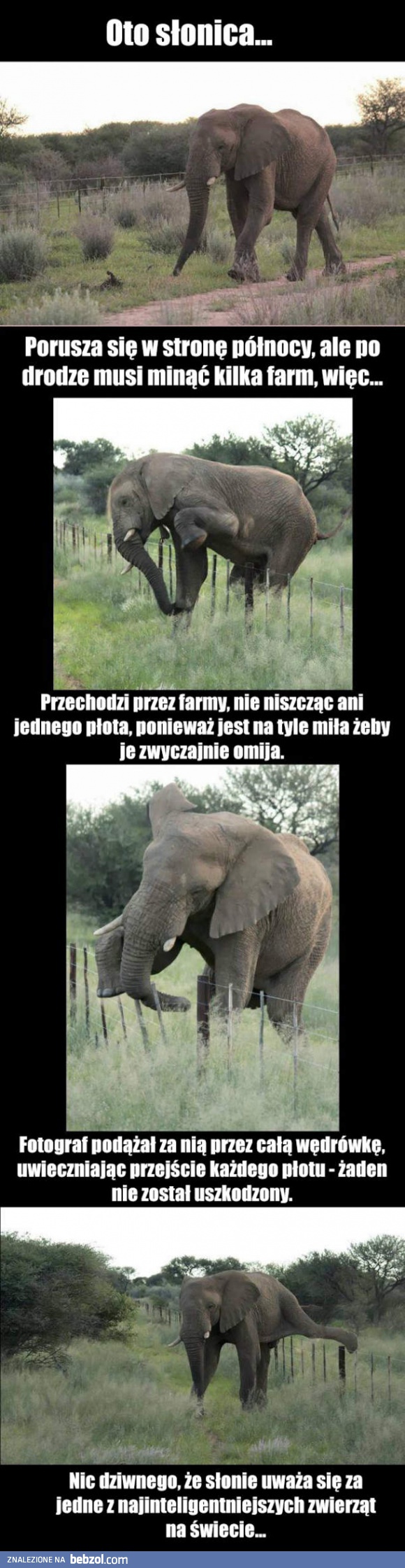 Słonie są inteligentne