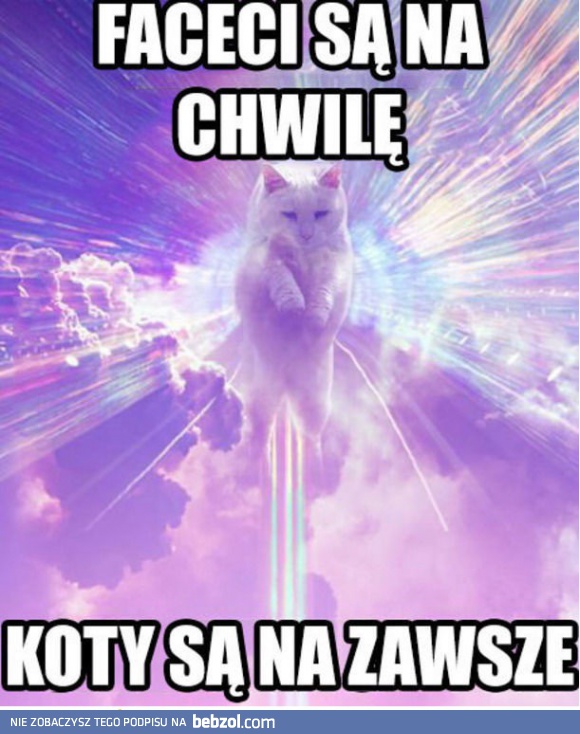 Koty są na zawsze