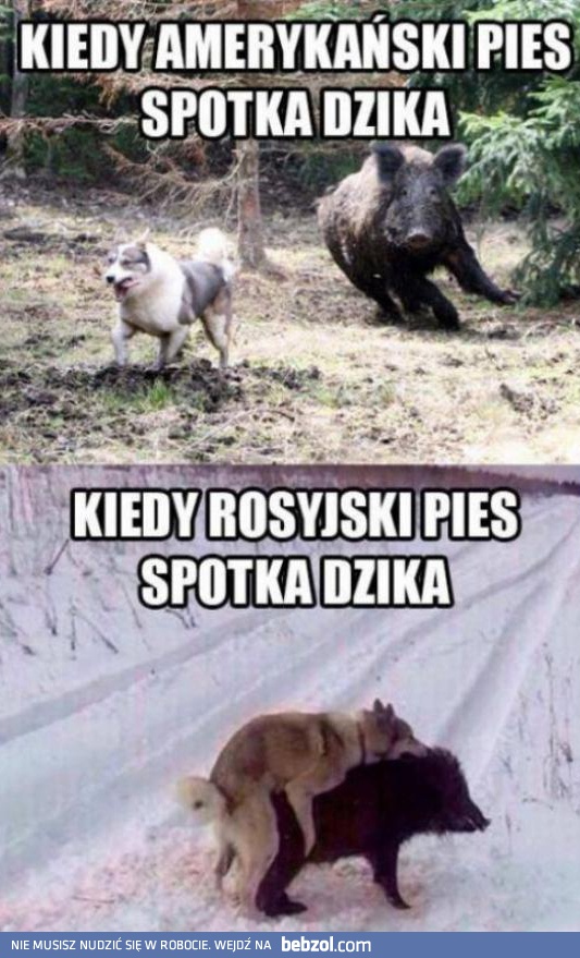 Pies kontra dzik