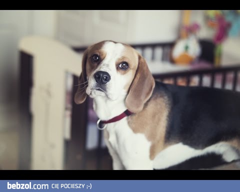 Dlaczego kochamy beagle