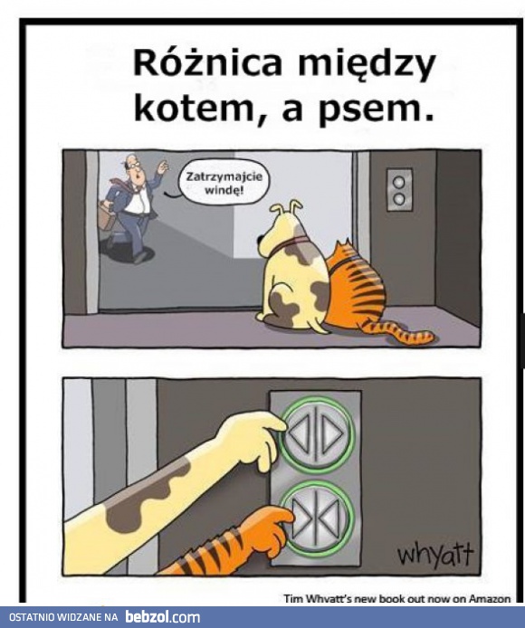 Rożnica między kotem i psem