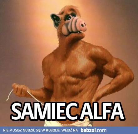 Samiec alfa