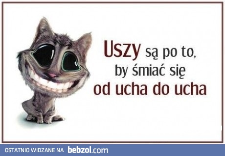 Uszy