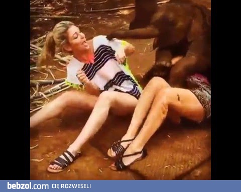 Elephant Getting A Little Frisky Video eBaums World 1