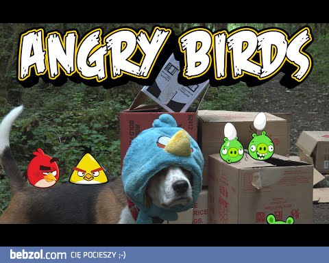 Angry birds w rzeczywistości