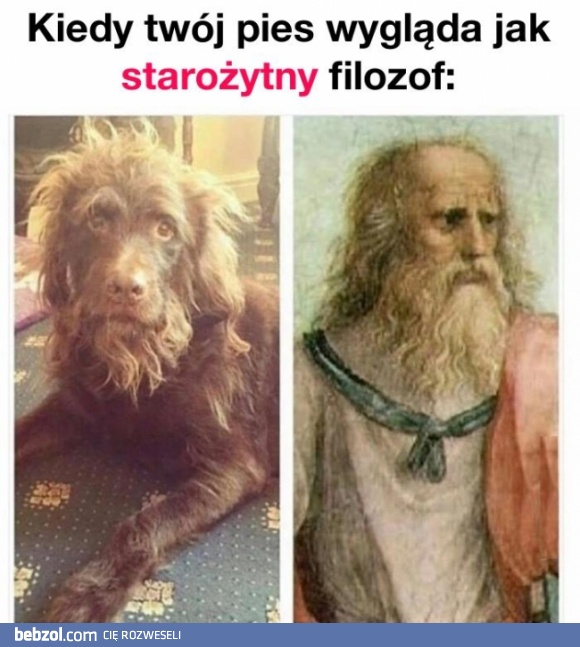 Kiedy Twój pies wygląda jak starożytny filozof