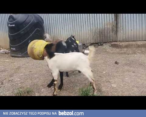 2 goats stuck in pot