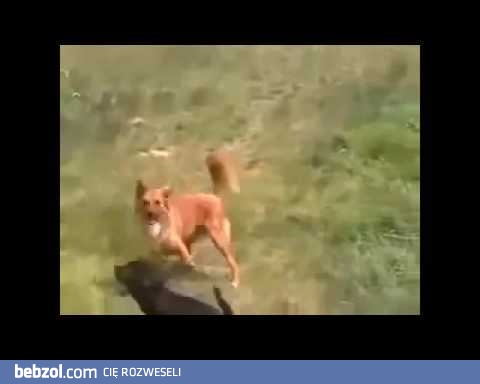 Ale się roztańczył :D