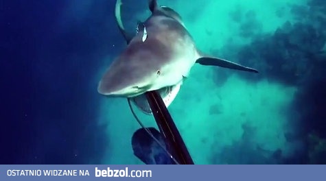 Nurek zaatakowany przez żarłacza tępogłowego