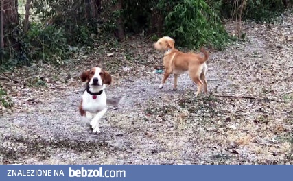 Urocza reakcja psów na pierwszy śnieg