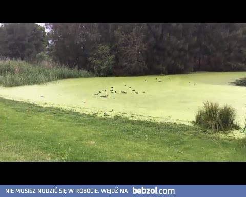 Jak natura oszukuje psa...