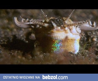 Ten przerażający robal porywa ryby z dna oceanicznego