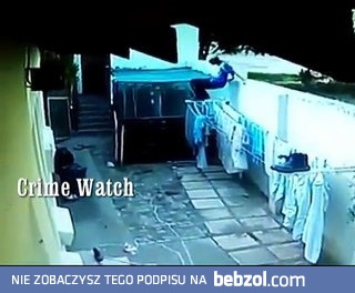 Dwa bull terriery radośnie witają niespodziewanego gościa