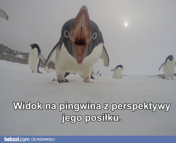 Słodki pingwin