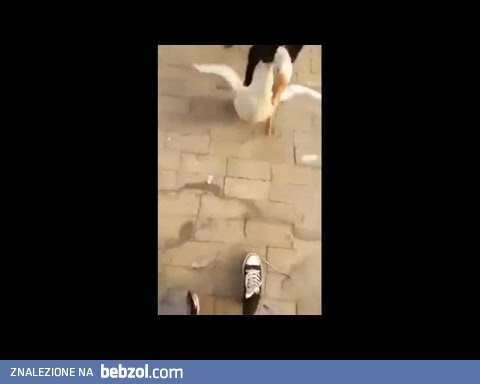 Waleczny pieseł broni właściciela...