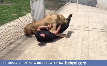 Reakcja lwicy na widok opiekuna