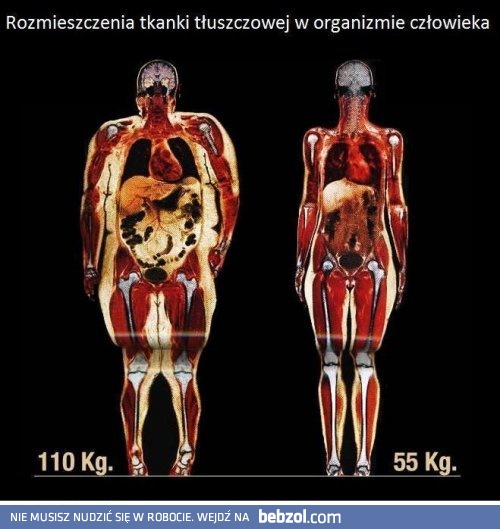 Rozmieszczenie tkanki tłuszczowej w organiźmie