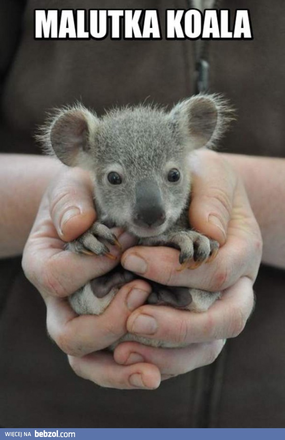 Mały miś koala