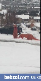 2 T-Rexy i walka na kule sniezne