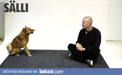 Reakcja psów na szczekanie przez człowieka