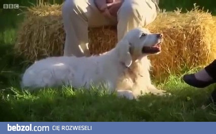 Jak psy reagują na płacz obcej osoby?