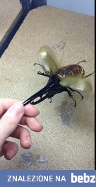 Największy żuk na świecie 