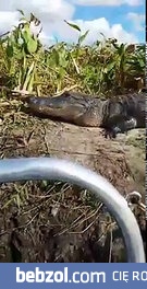 Patrz jaki spokojny aligator