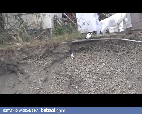 mama kot ratuj własne dziecko