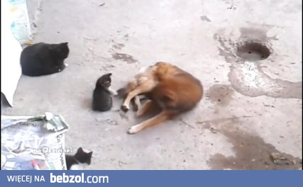 Kotka zabiera swoje młode w odwiedziny do starego znajomego