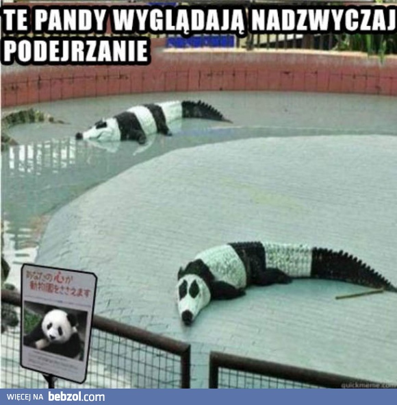 Podejrzane pandy